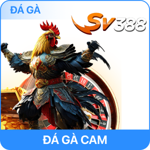Đá gà cam